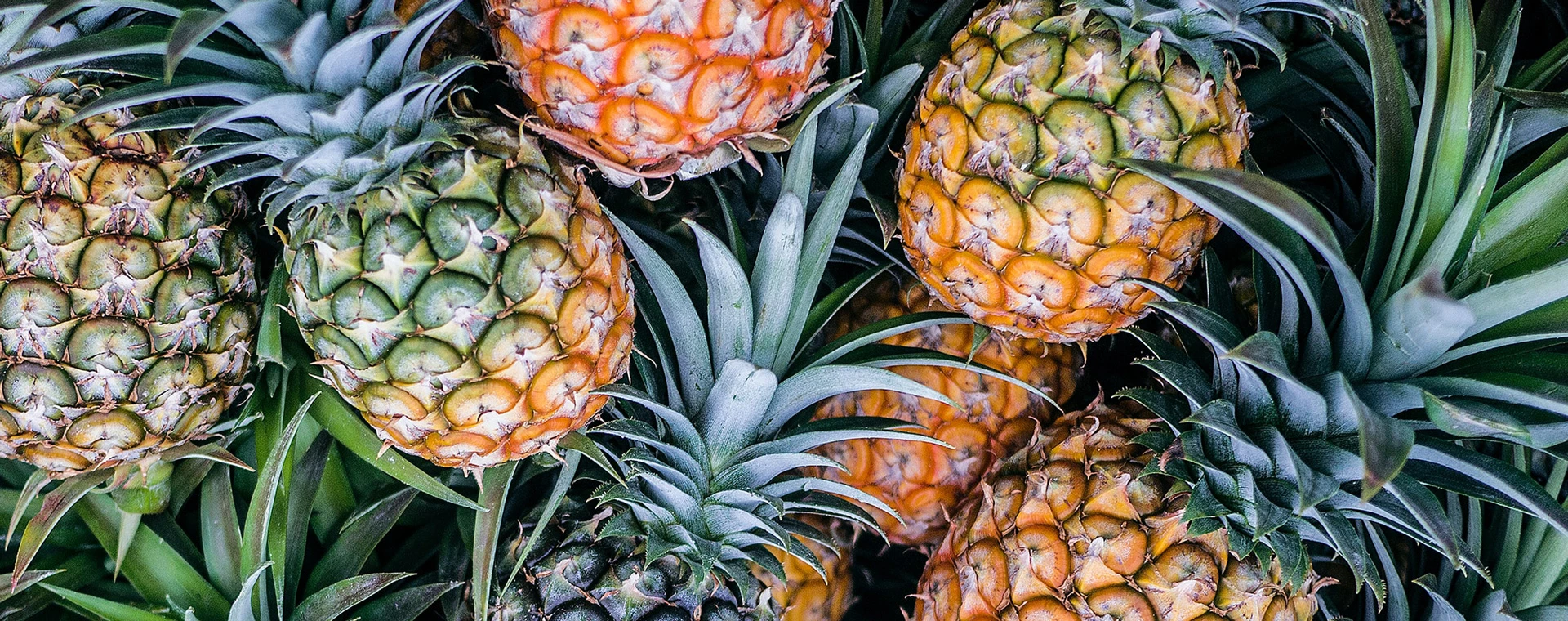 Gul Mouthguard Bg 1920x760 1